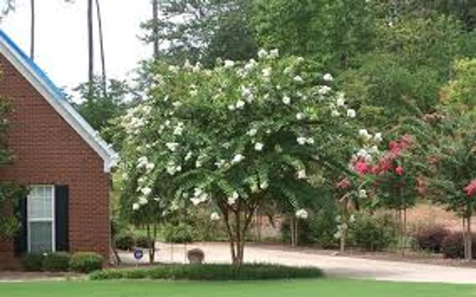 Natchez Crape Myrtle