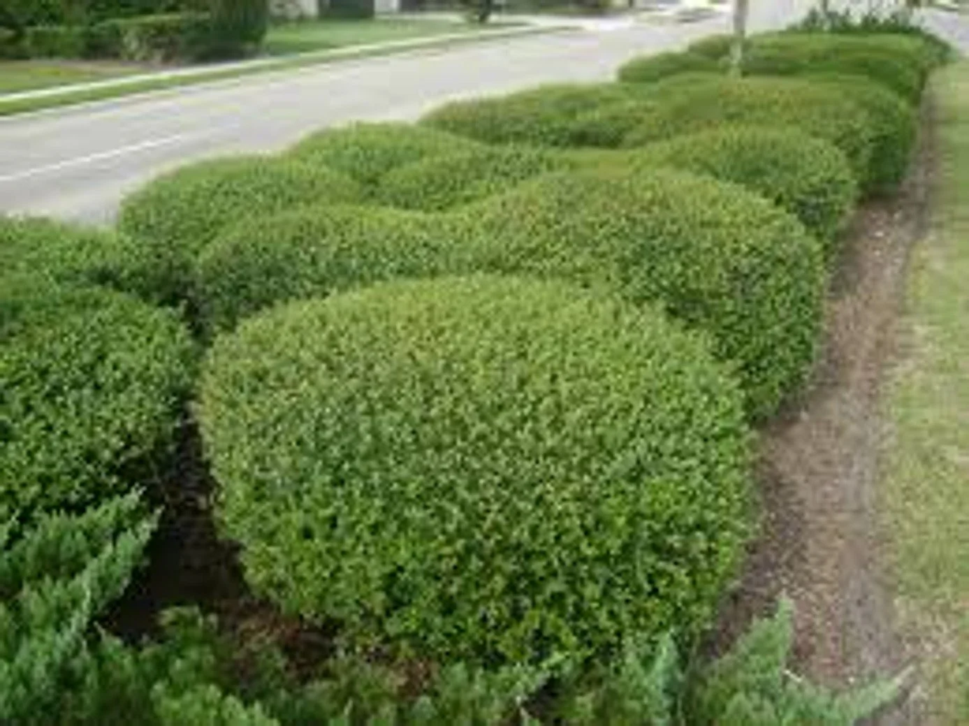 Dwarf Youpon Holly (Ilex vomitoria 'Schillings')