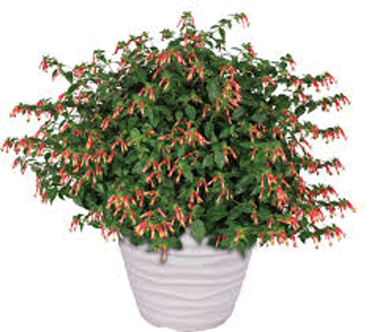 Cigar Plant - 6"