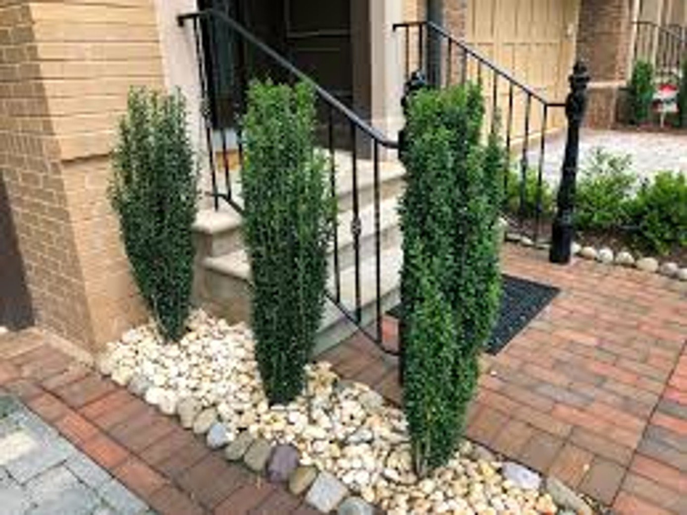 Sky Pencil Japanese Holly (Ilex crenata 'Sky Pencil')