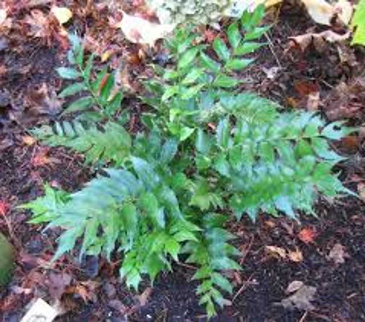 Japanese Holly Fern (Cyrtomium falcatum)