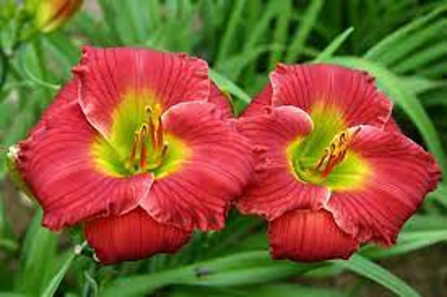Red Hot Returns Daylily