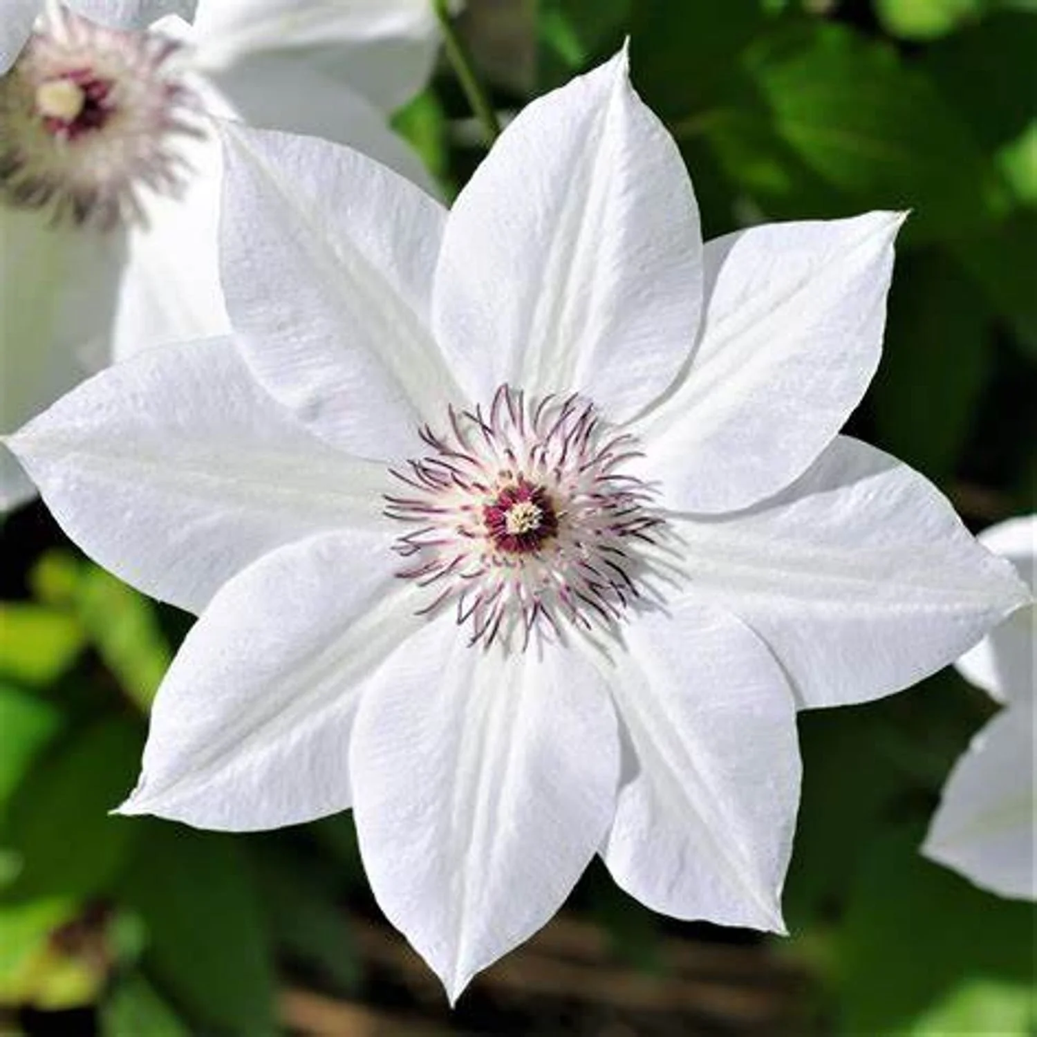 Henry Clematis