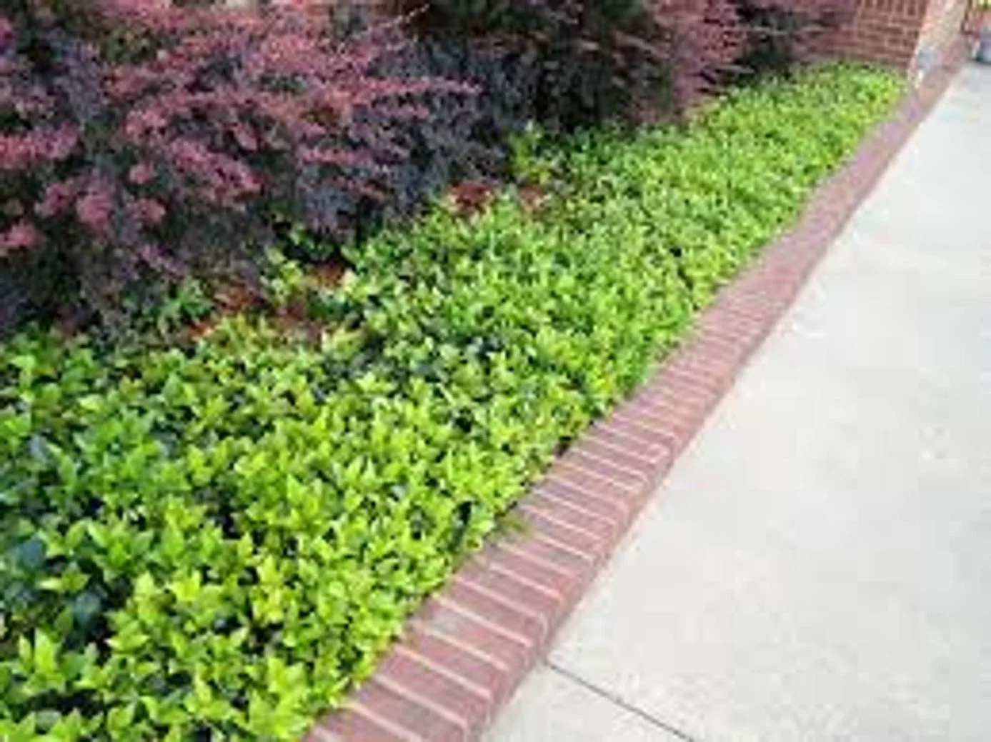 Asiatic Jasmine