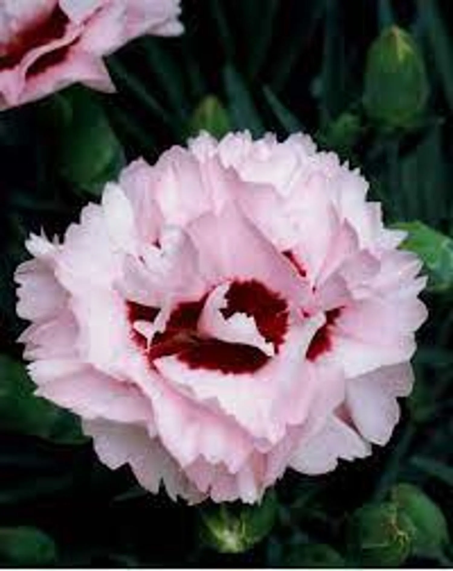 Scent First® Raspberry Surprise Dianthus
