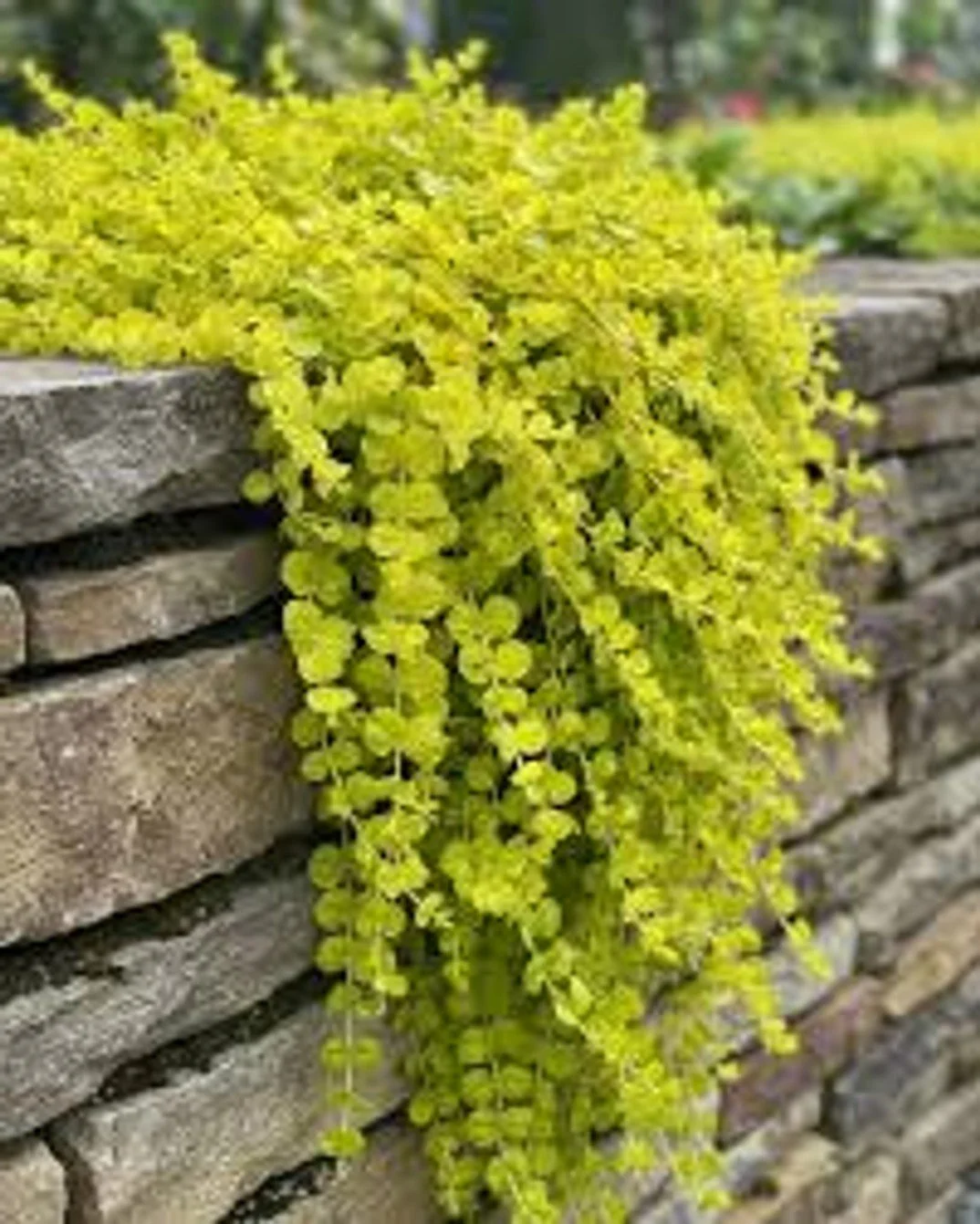 Creeping Jenny