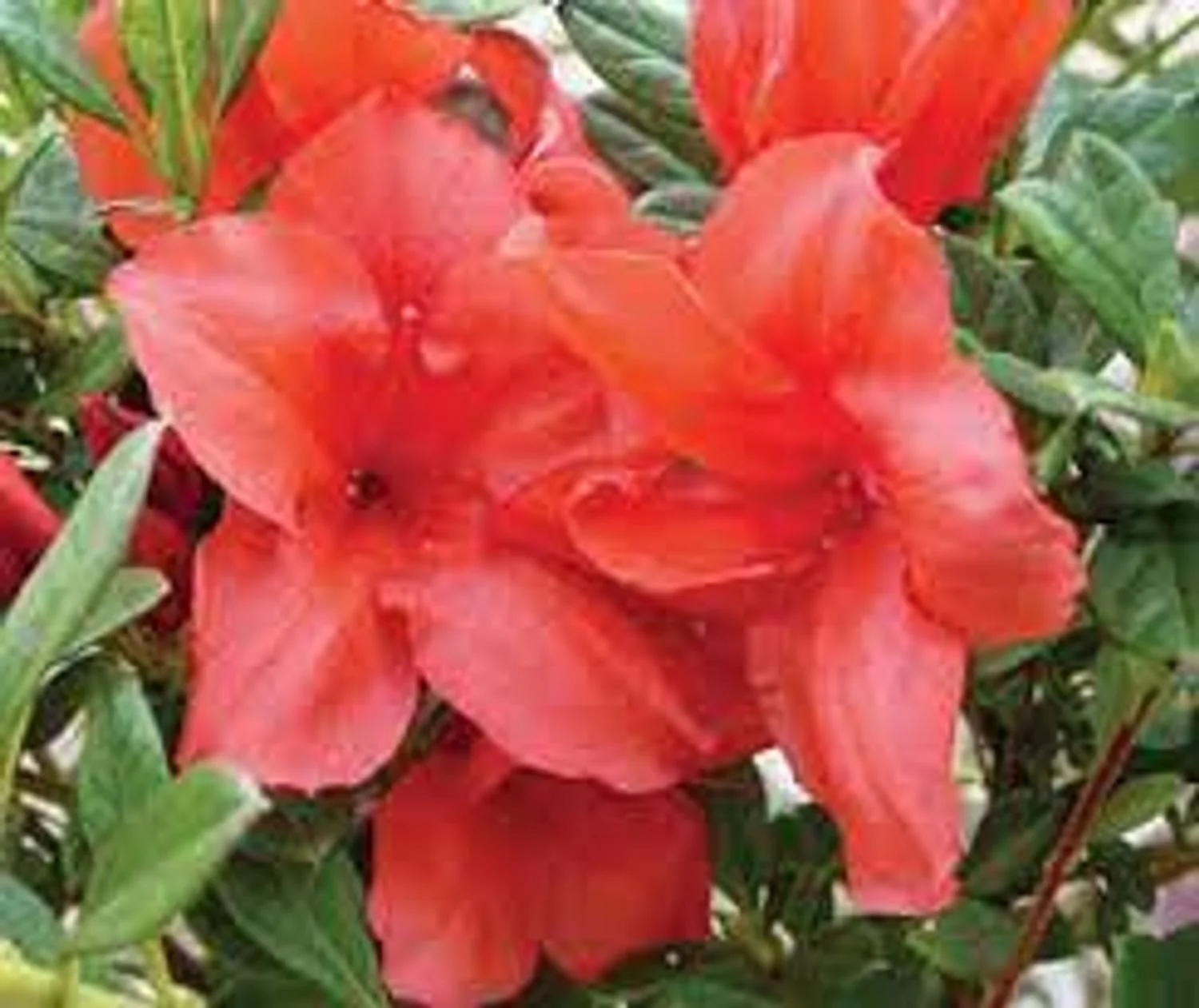 Autumn Bravo™ Encore® Azalea - EN