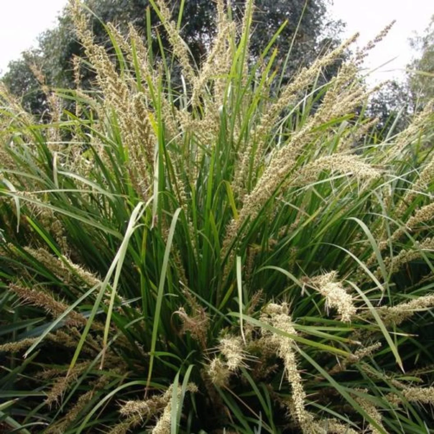 Katrinus Deluxe™ Lomandra - 10"