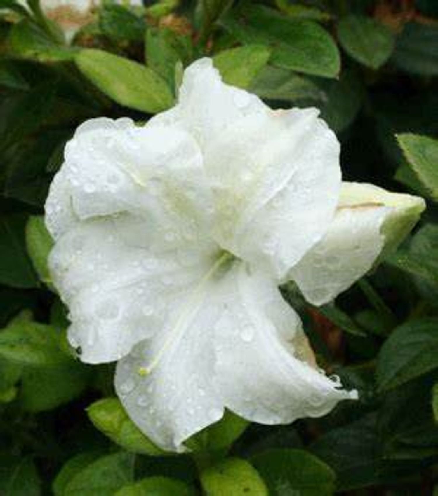 Azalea Encore® Autumn Moonlight™