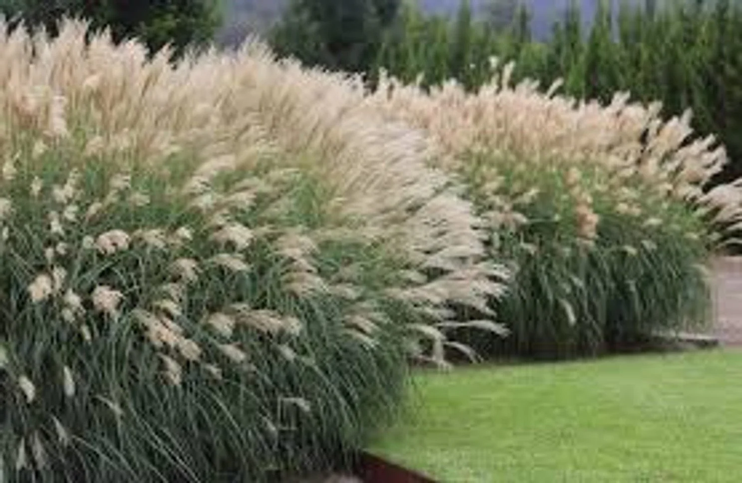 Adagio Maiden Grass - 10"