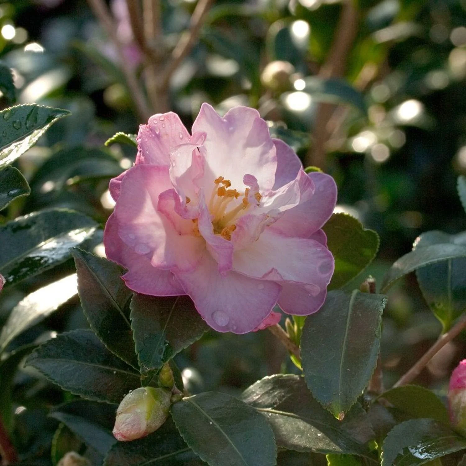 October Magic® Orchid™ Camelia
