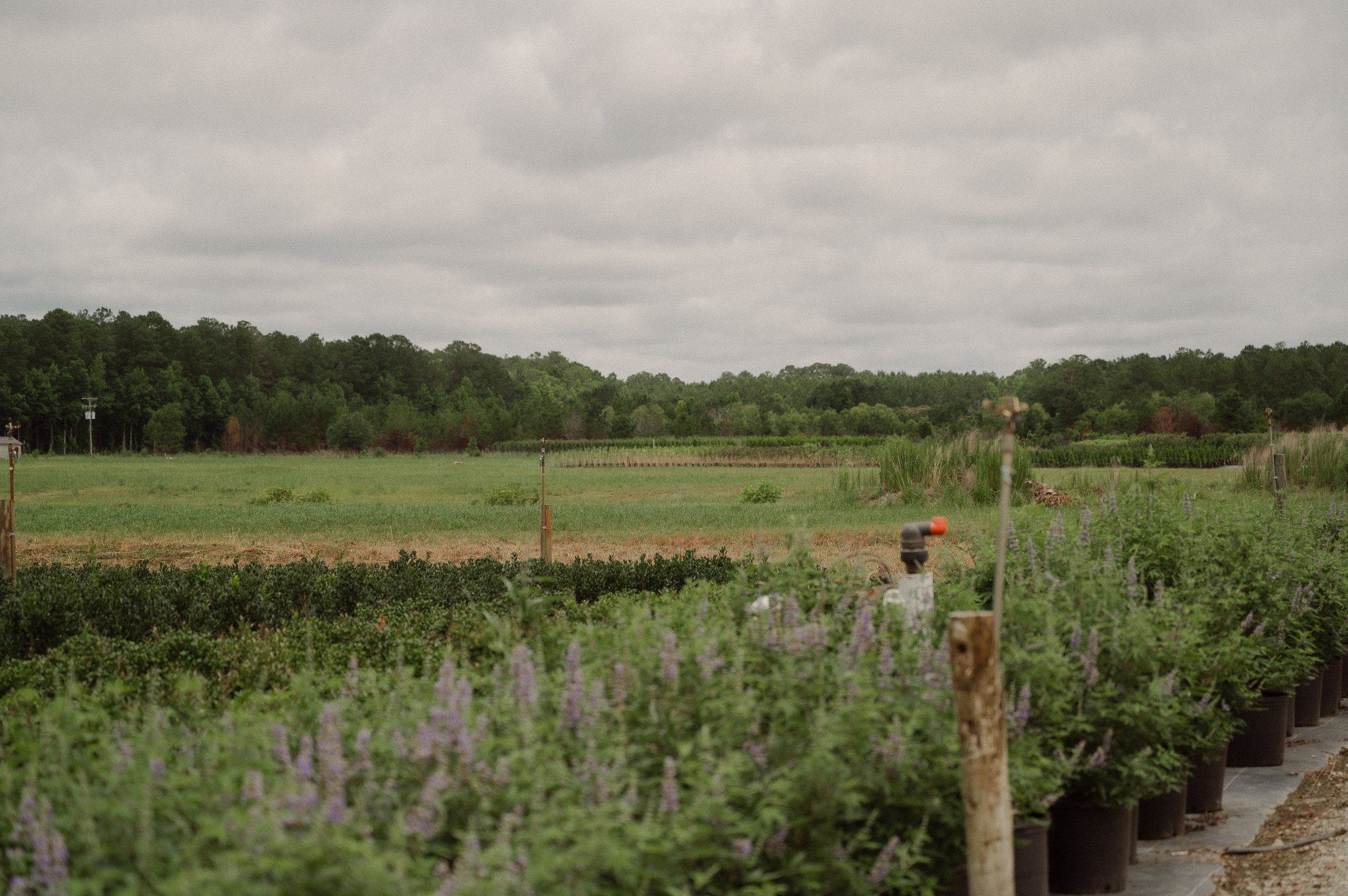 A cloudy sky over a rural landscape with cultivated fields, dense trees in the background, and rows of potted plants with purple flowers in the foreground.
