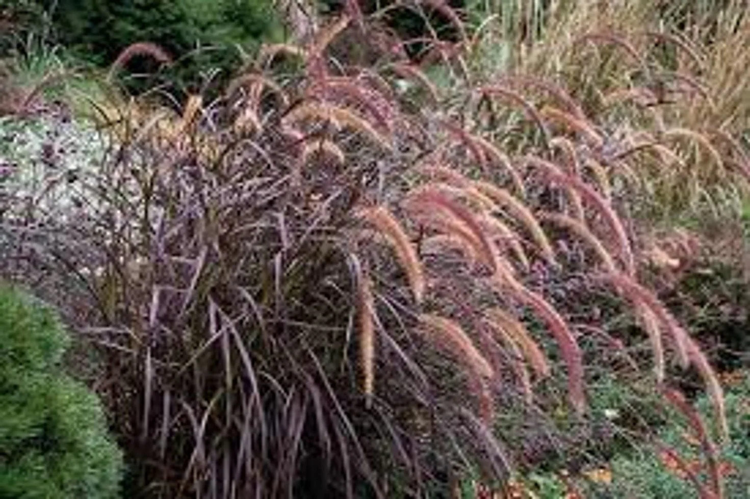 Red Fountain Grass