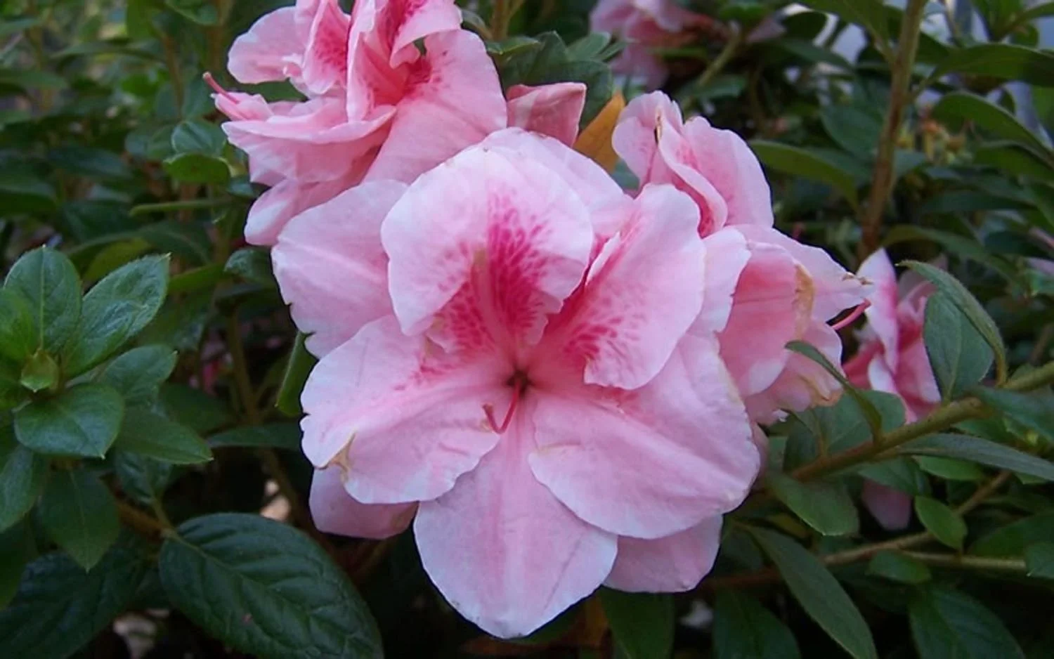 Autumn Belle™ Encore® Azalea - EN
