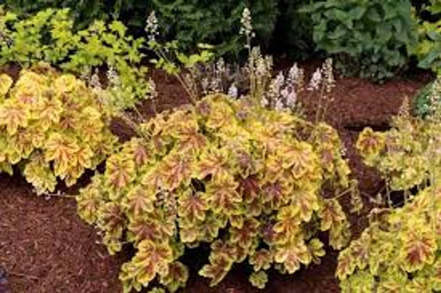 Solar Power Heucherella