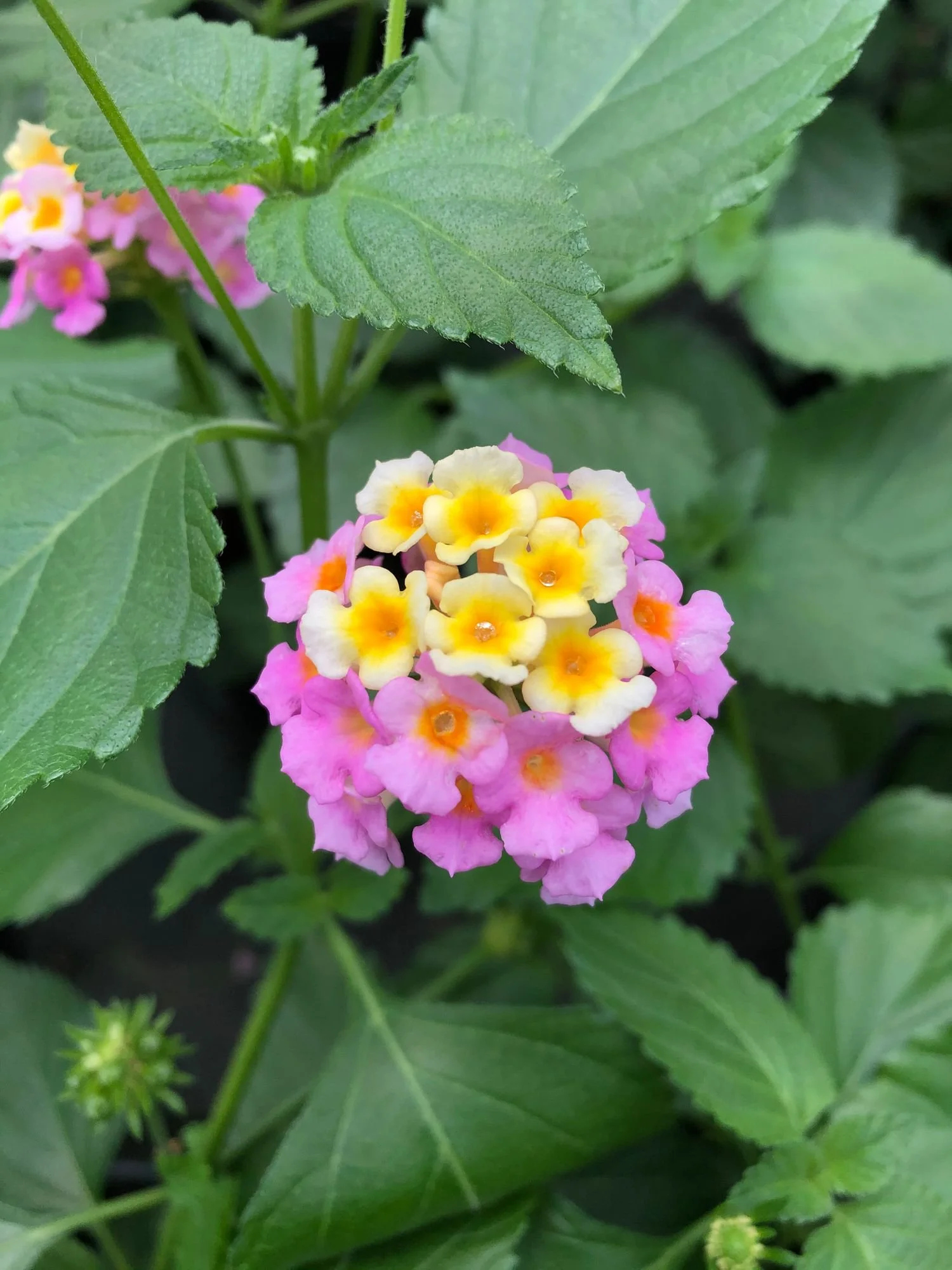 Pink Caprice Lantana