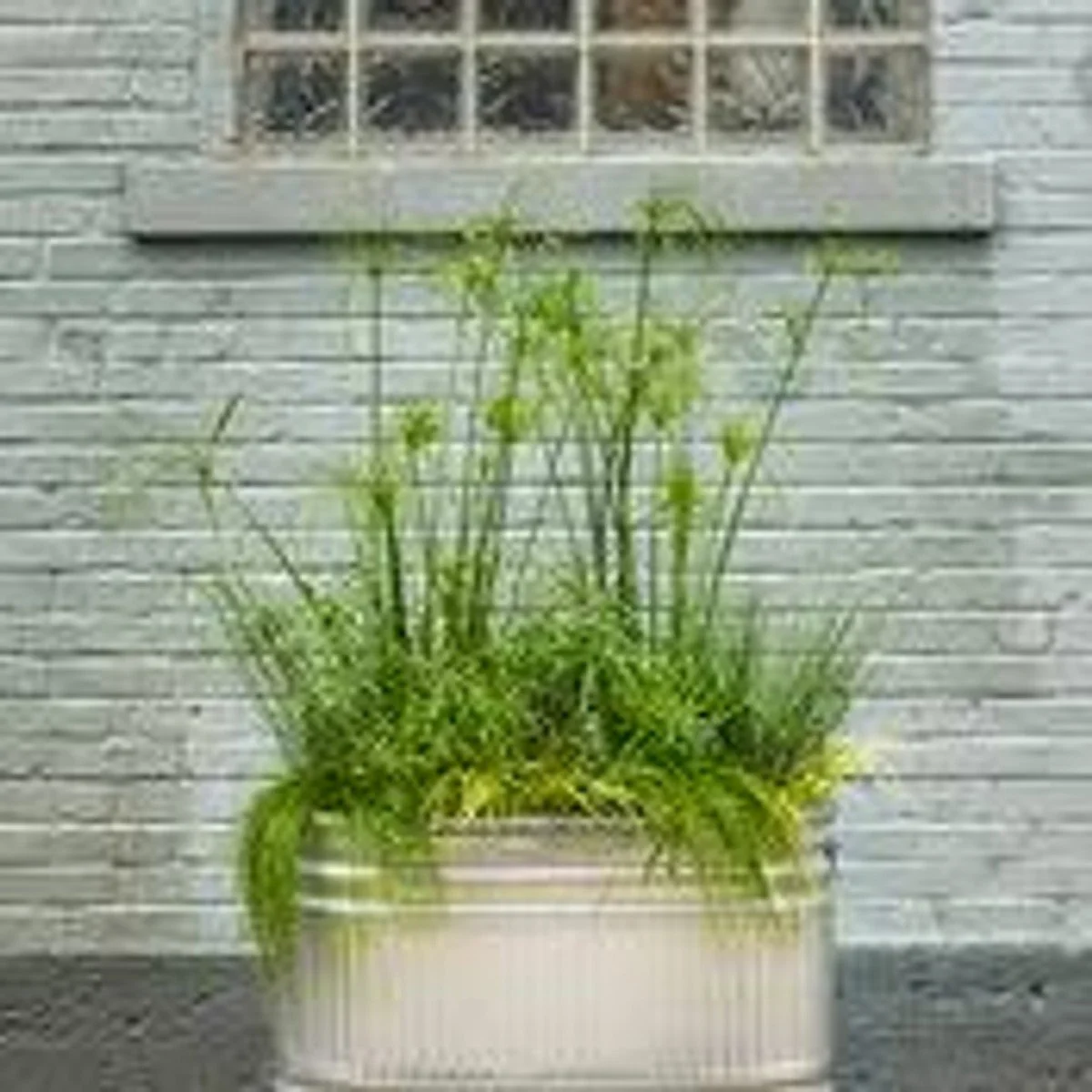 Cyperus Baby Tut® - 6"