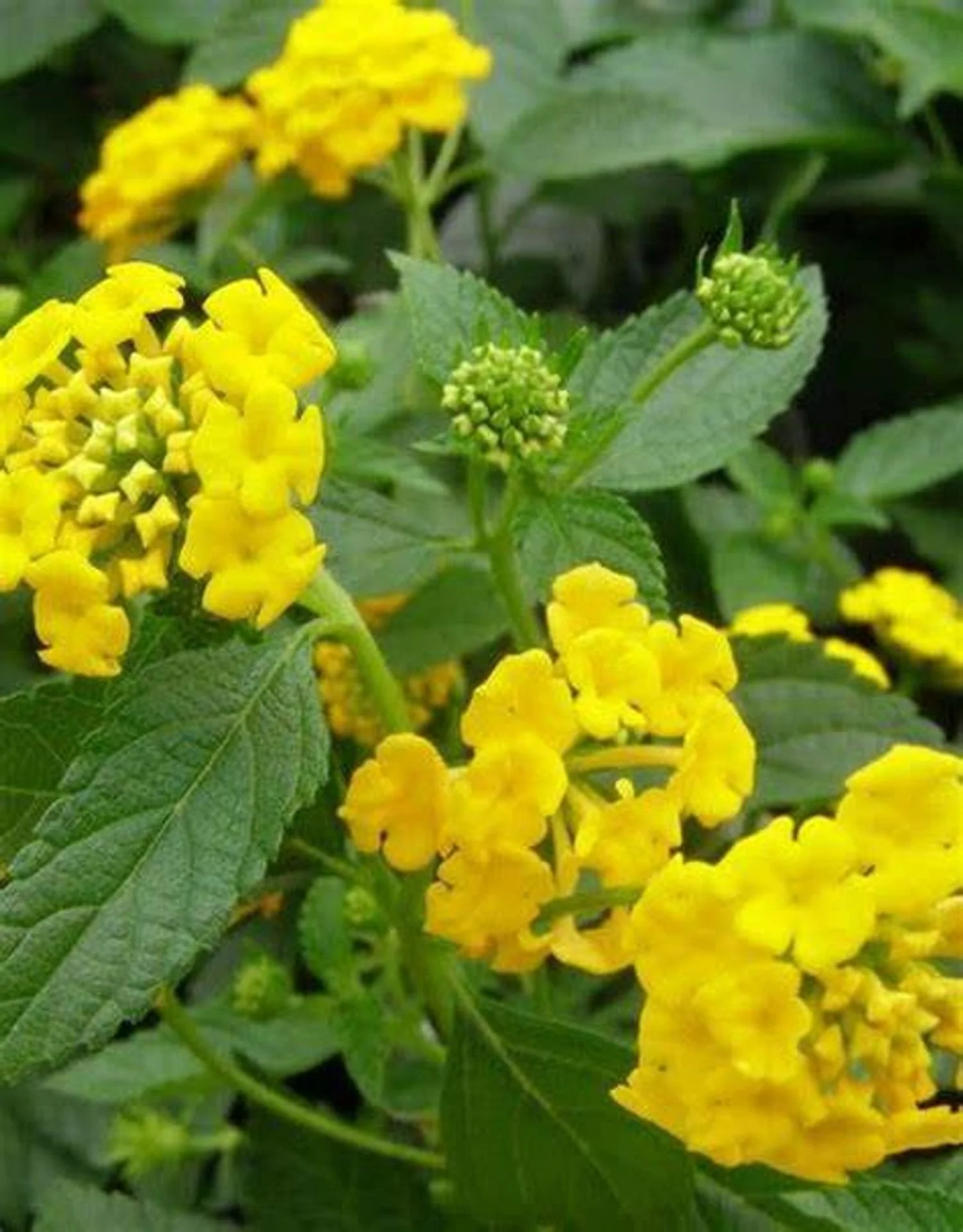 New Gold Lantana