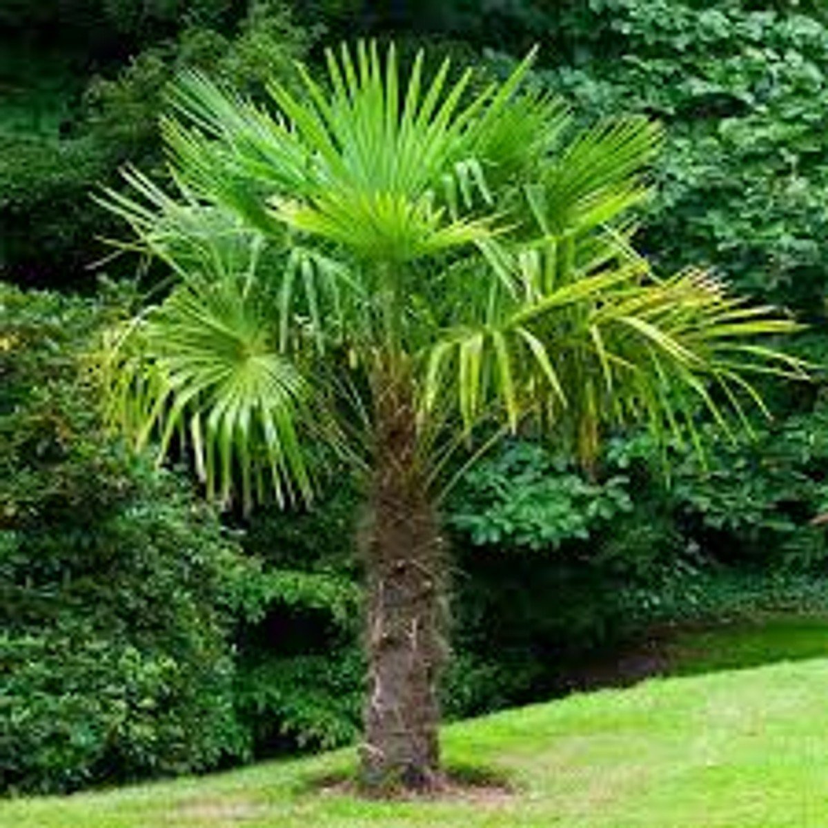 Windmill Palm