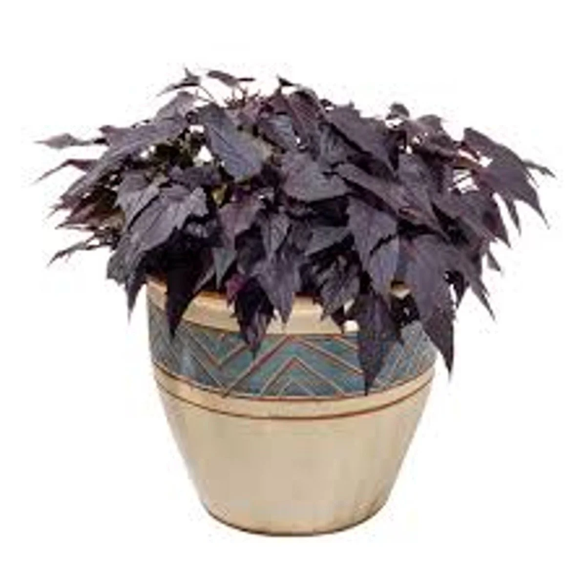 Black Heart Sweet Potato Vine - 6"