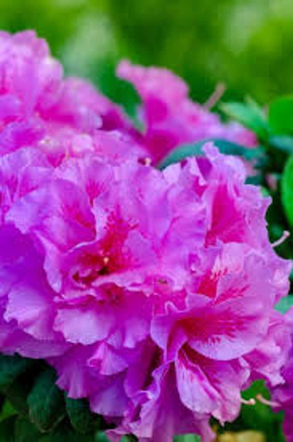 Azalea Encore® Autumn Majesty™