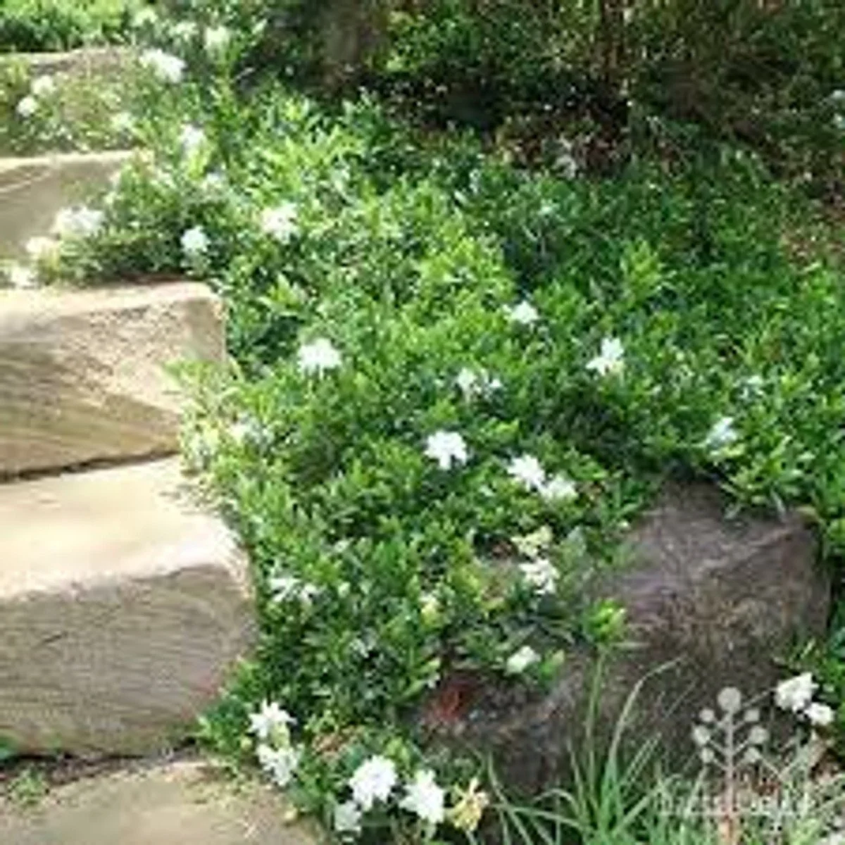Radicans Gardenia