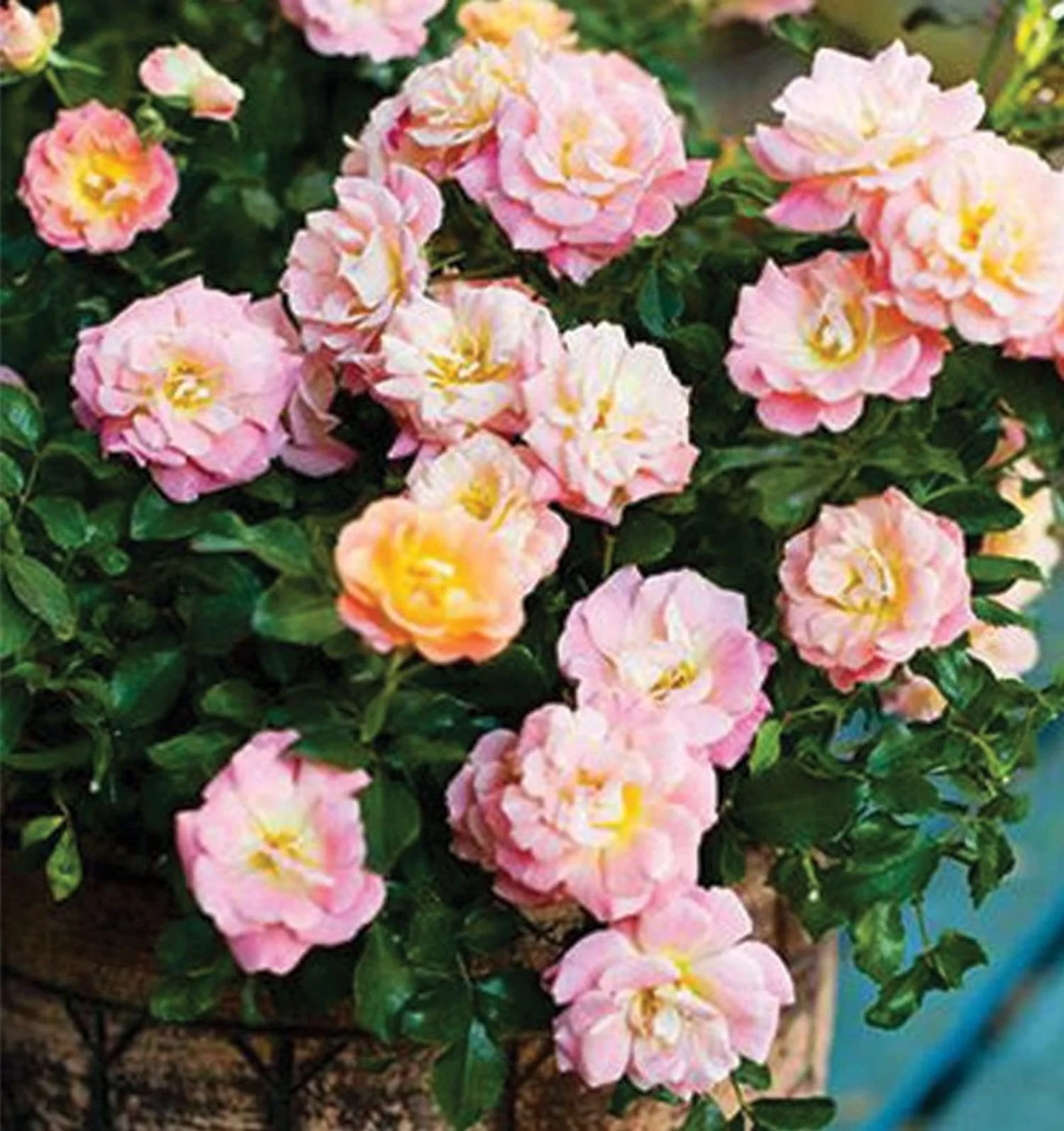 Drift® Peach Groundcover Rosa - DR - 3G