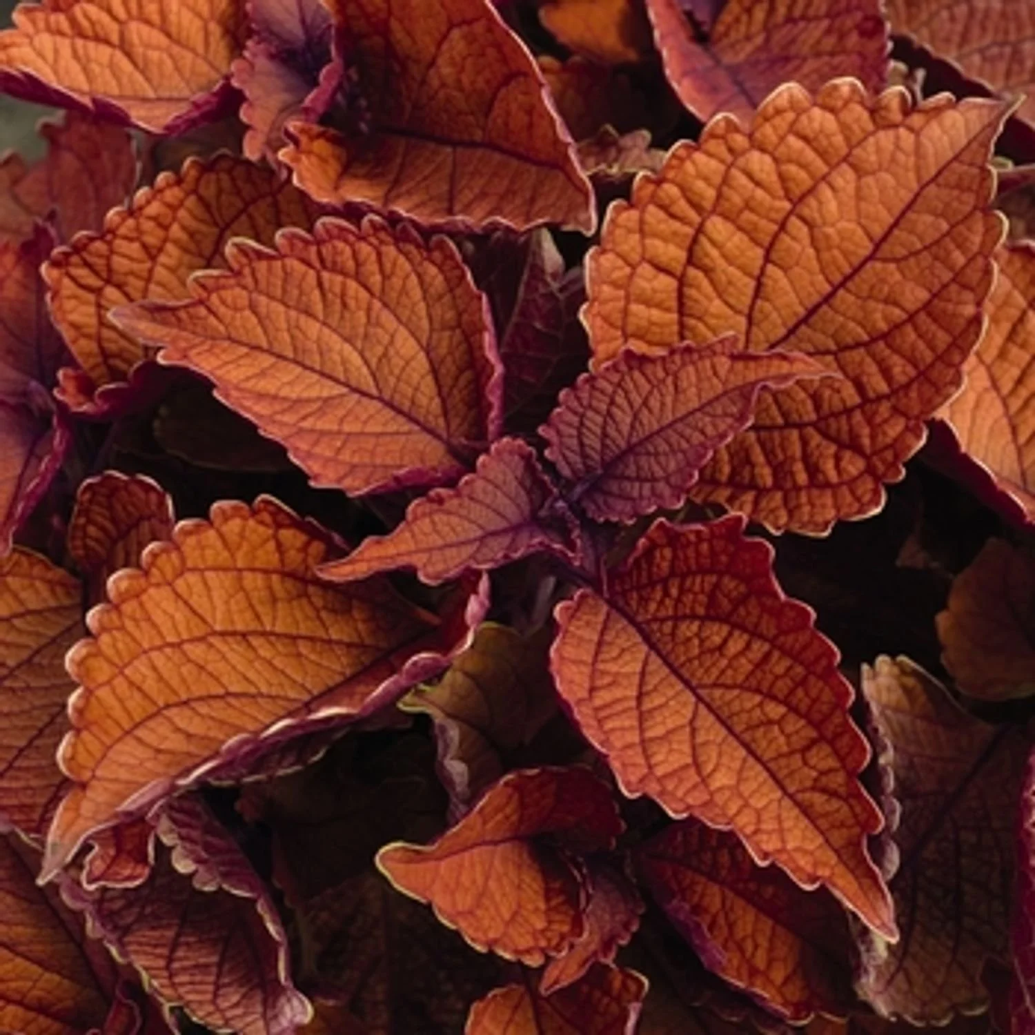 Wall Street Coleus - 4"