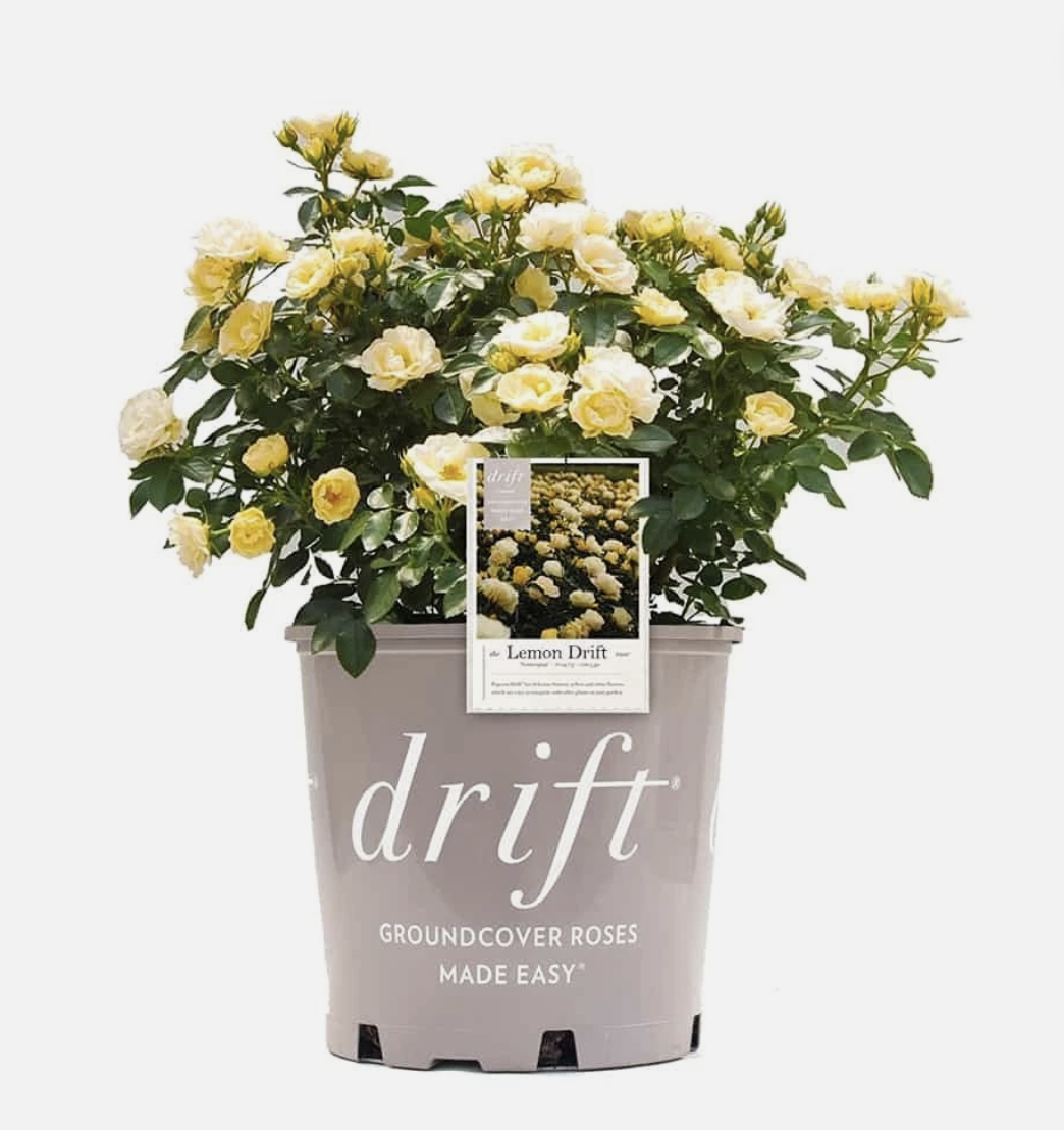 Drift® Lemon Groundcover Rosa - DR - 3G