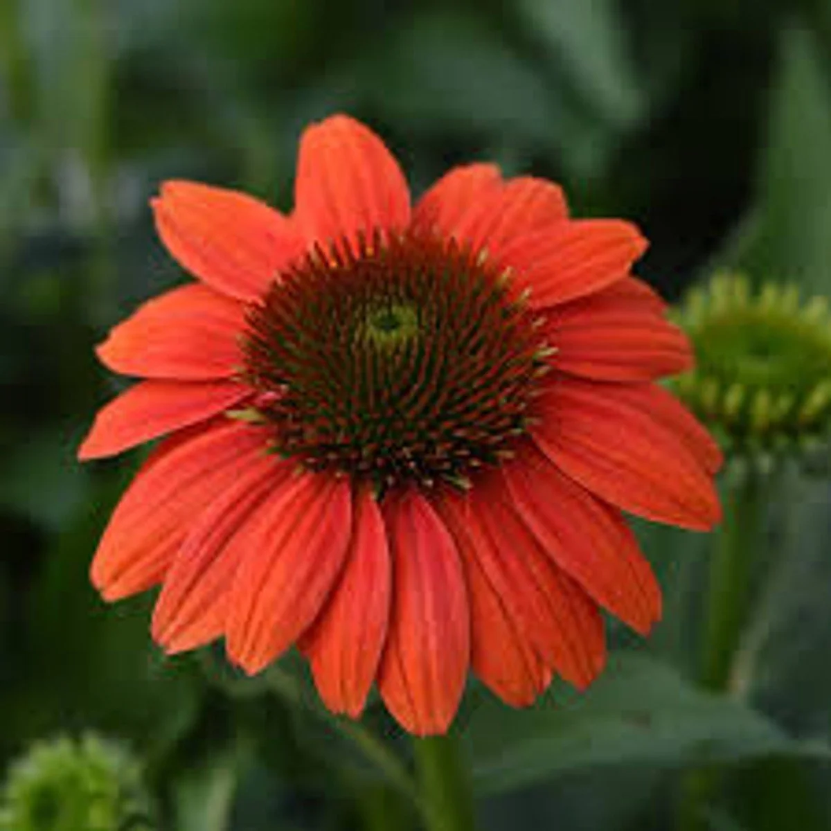 Sombrero Poco™ Hot Coral Coneflower - BLBS