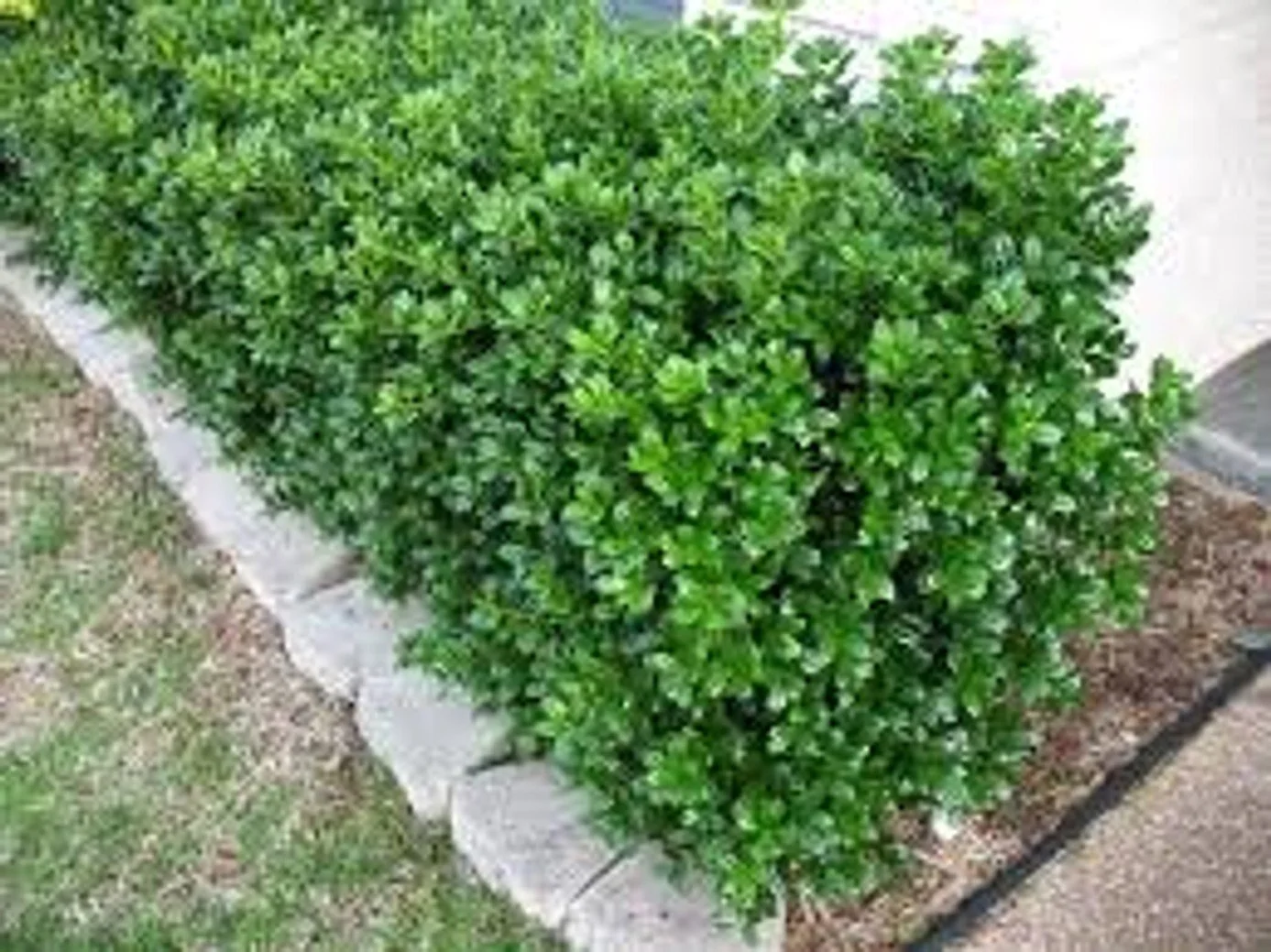 Dwarf Burford Chinese Holly (Ilex cornuta 'Dwarf Burford')