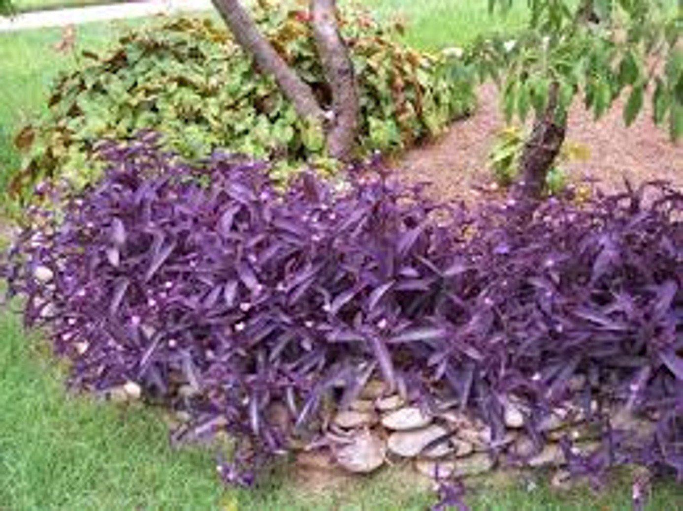 Purple Heart - 8"