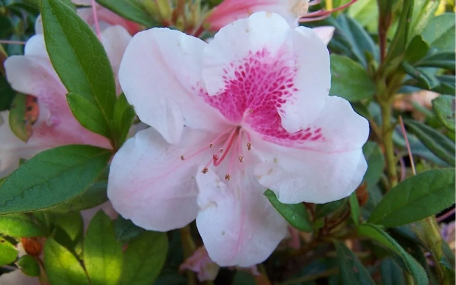 Autumn Chiffon™ Encore® Azalea - EN