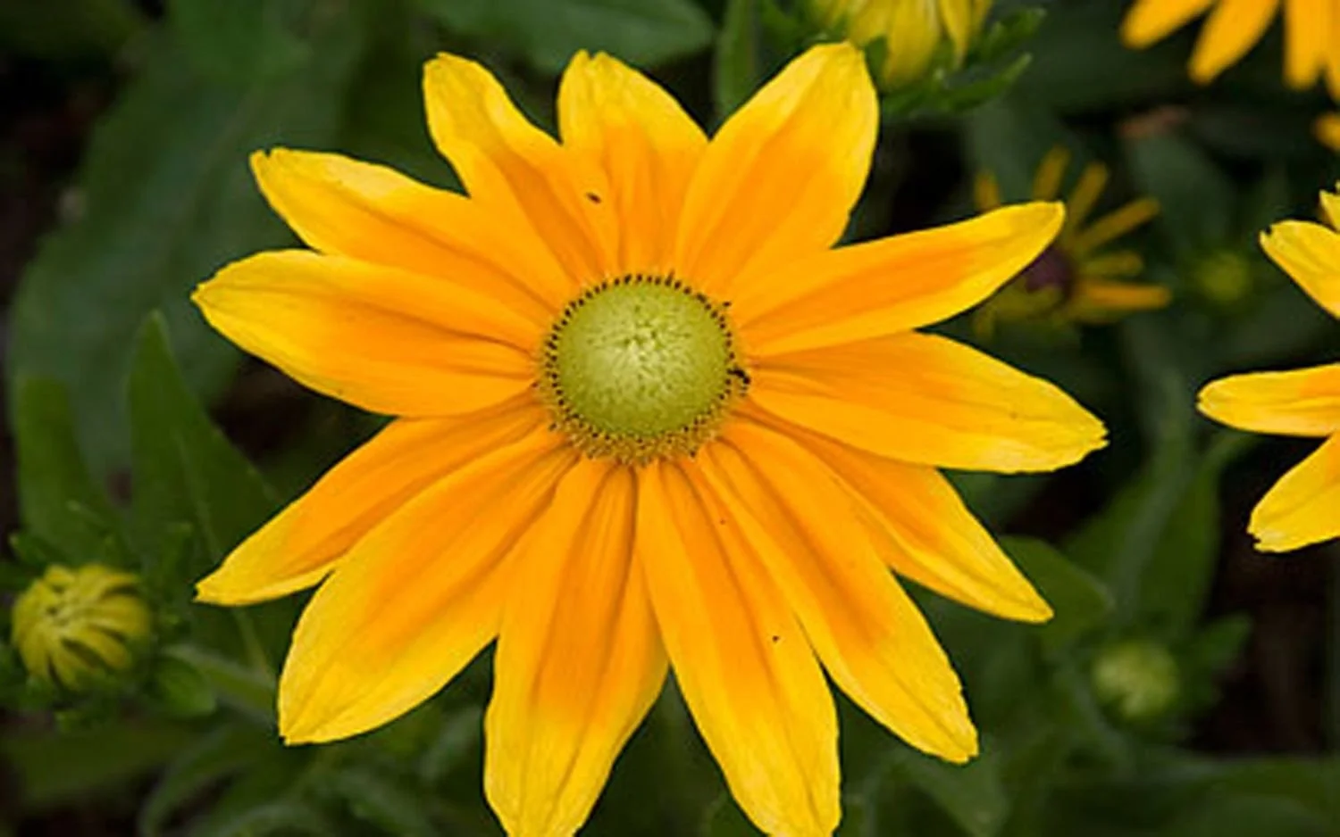 Prairie Sun Rudbeckia