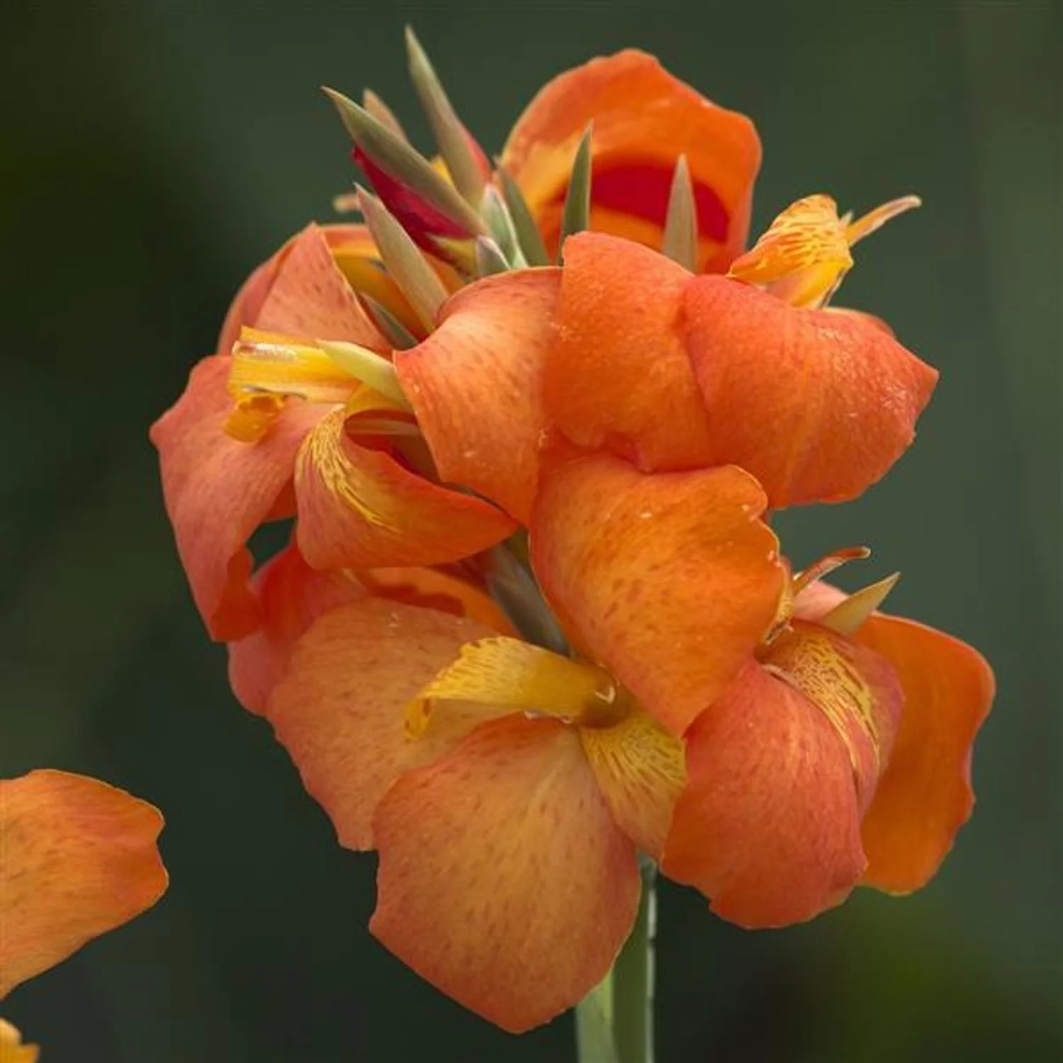Cannova® Orange Shades Canna Lily 3G
