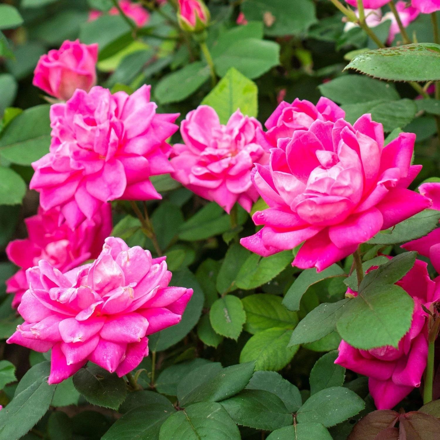 The Pink Double Knockout® Rosa - KO