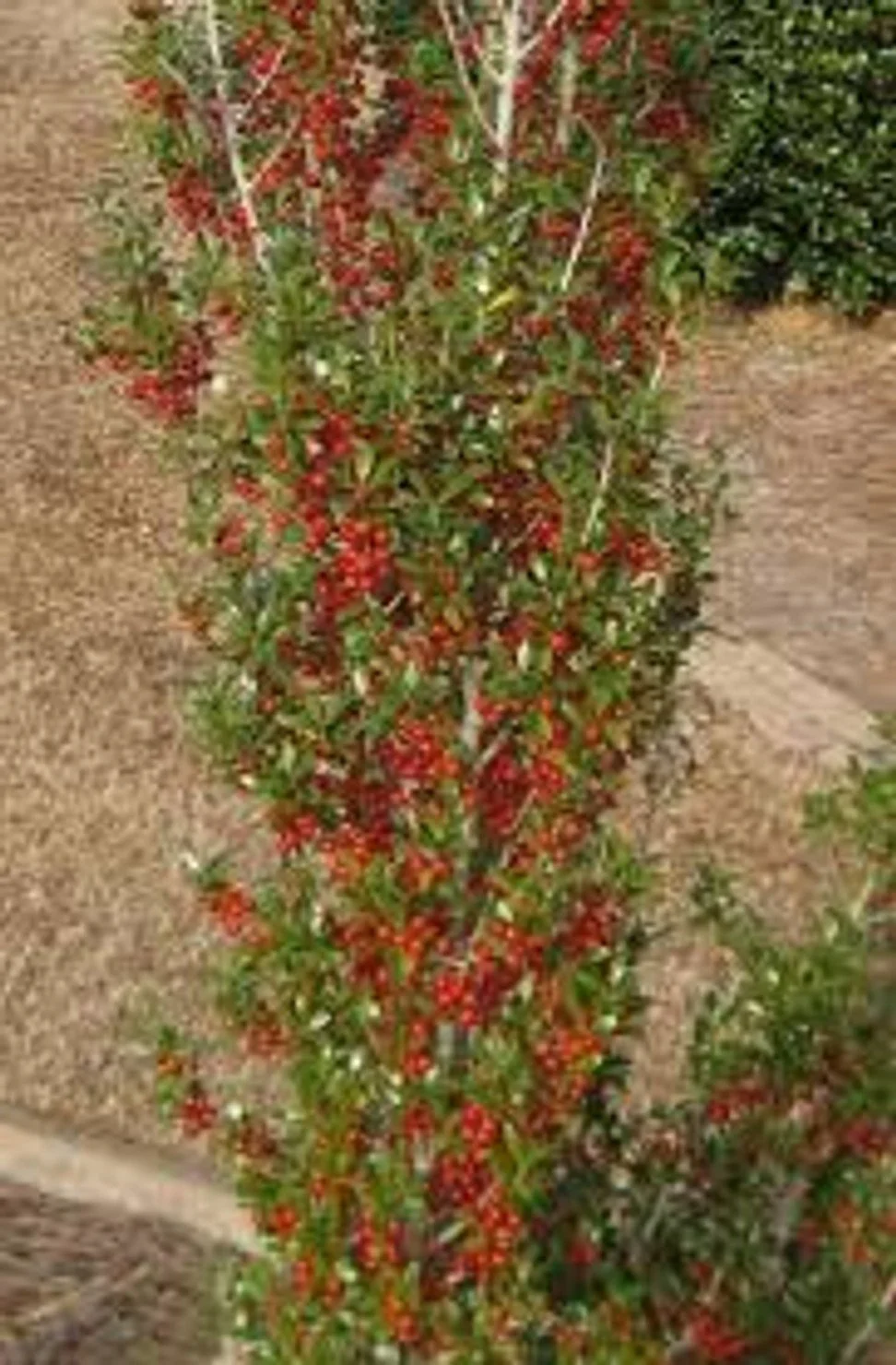 Upright Yaupon Holly
