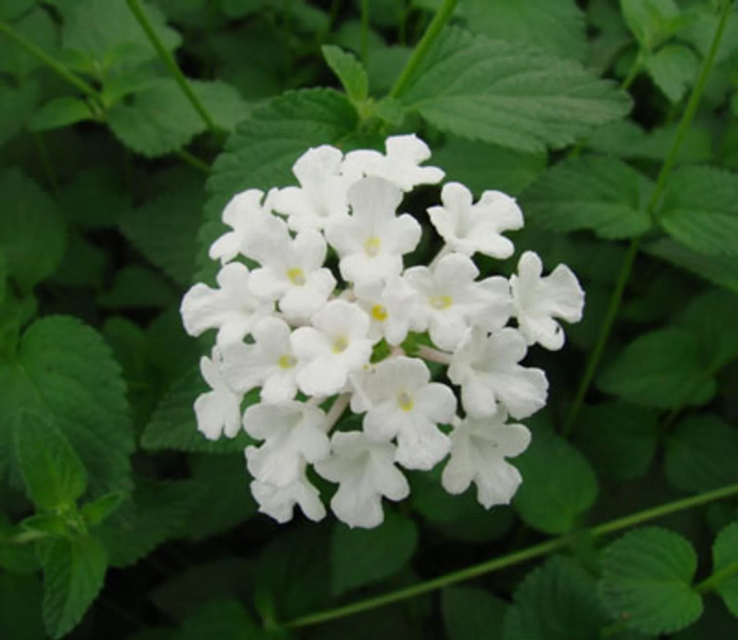 Trailing White Lantana