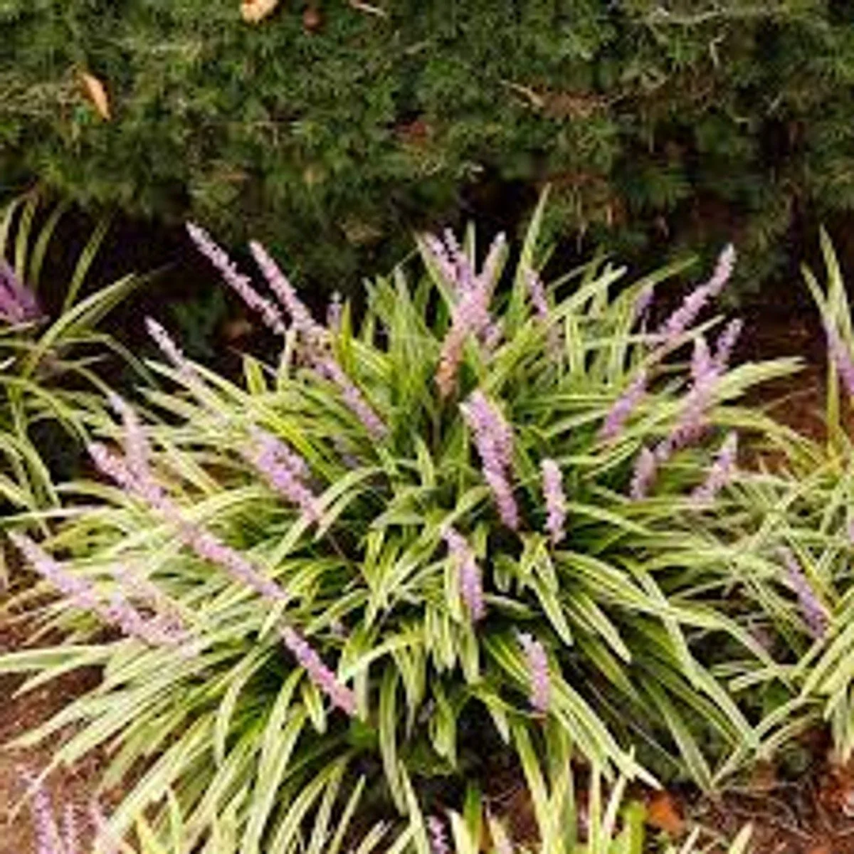 Aztec Grass