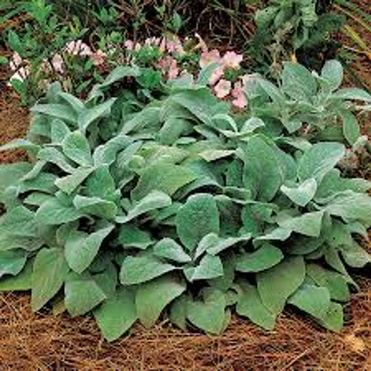 Giant Lamb's Ear