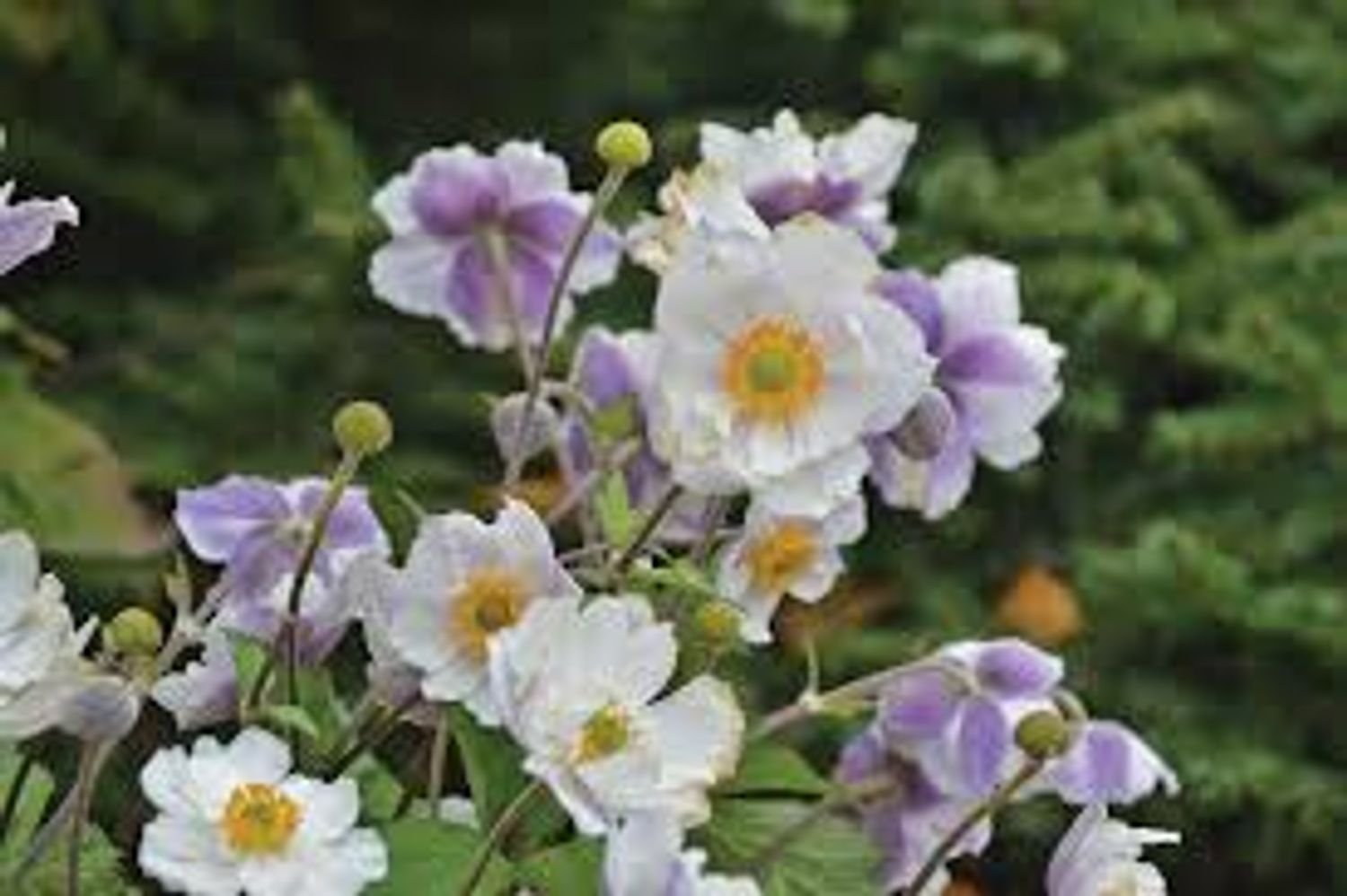 Dreaming Swan™ Anemone