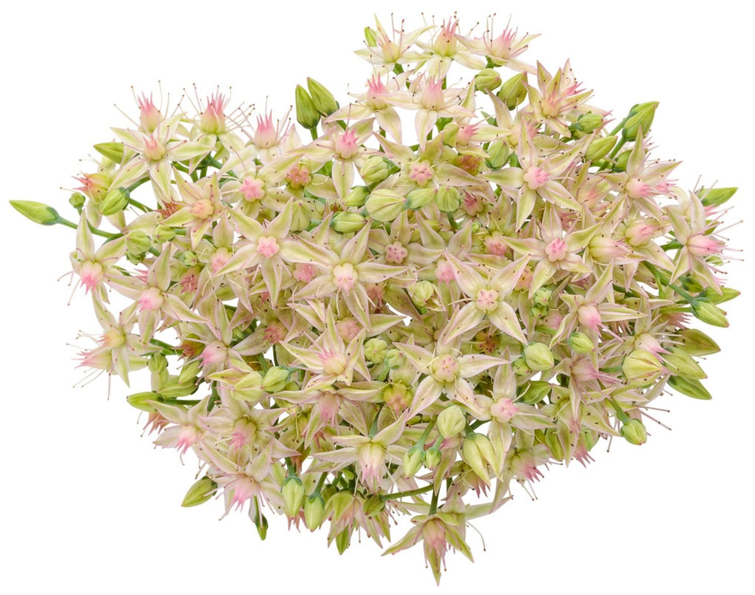 Rock 'N Round® 'Pure Joy' Sedum