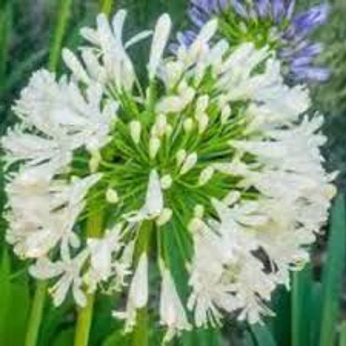 Straight A® 'Shona' Agapanthus - BLBS