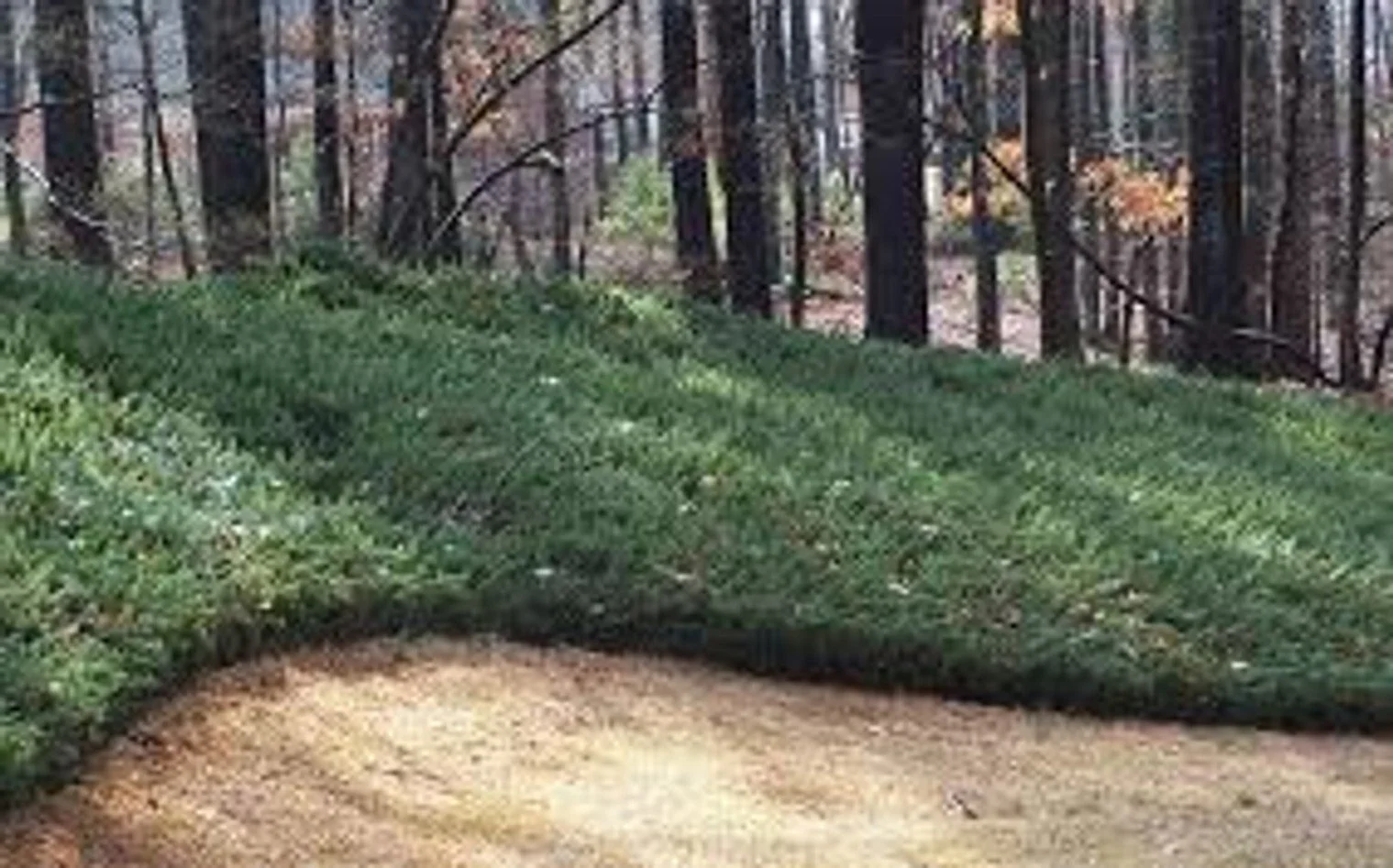 Blue Pacific Juniper (Juniperus conferta 'Blue Pacific')