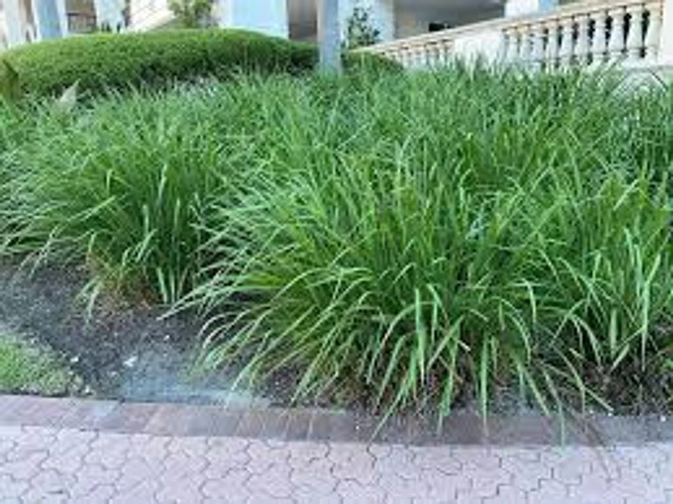 Dwarf Fakahatchee Grass - 3G
