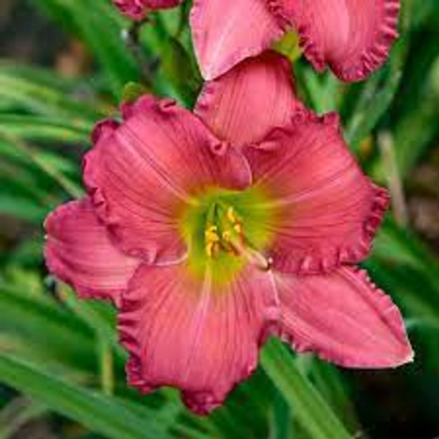 'Passionate Returns' Daylily