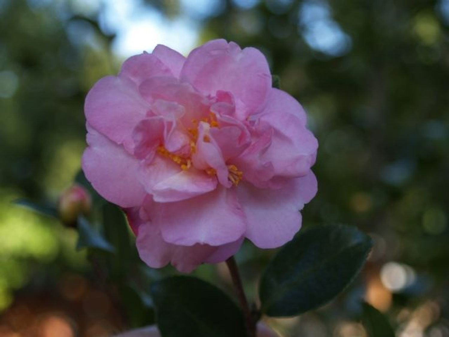 Cotton Candy Camellia