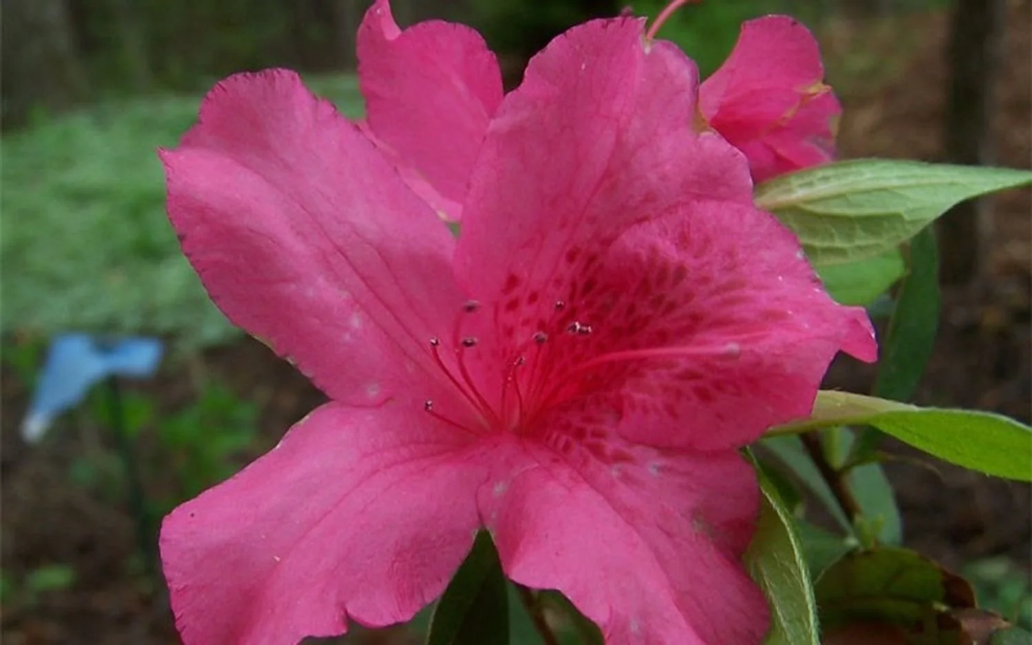 Judge Solomon Azalea - 3G