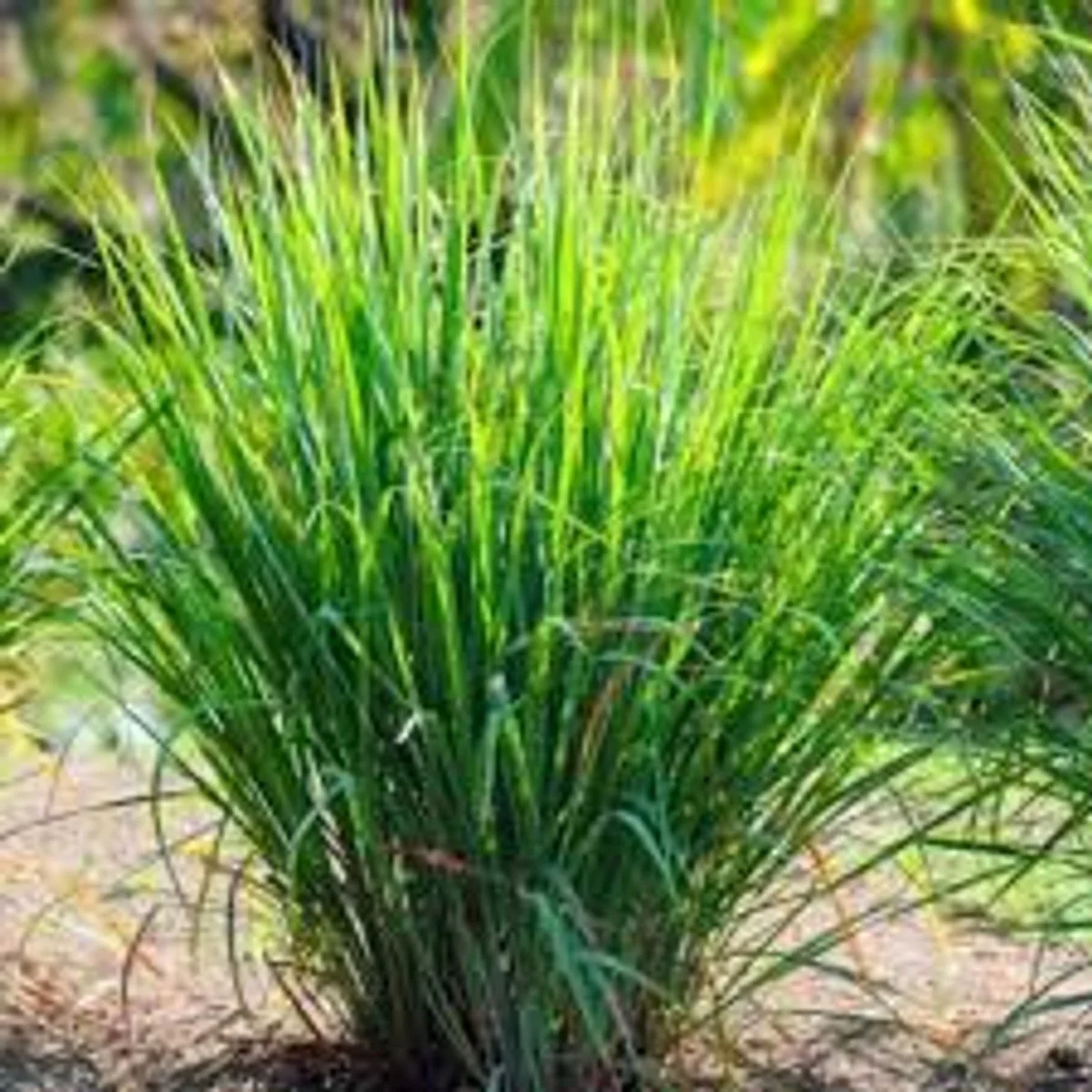 Lemongrass