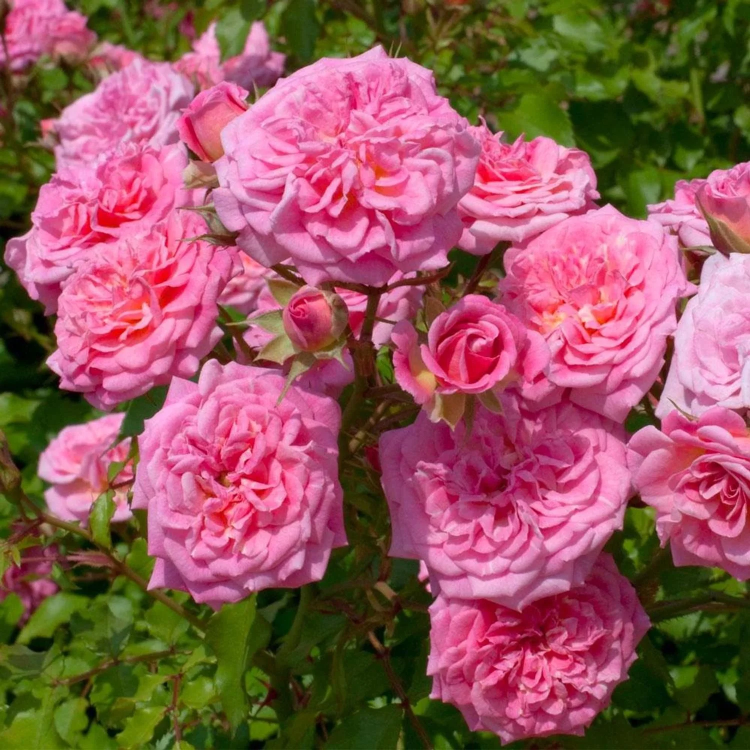 Drift® Sweet Groundcover Rosa - DR - 3G